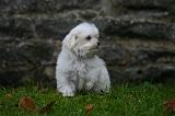BICHON MALTAIS 167